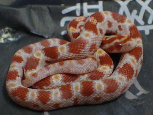 corn neonate