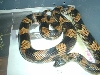 goini