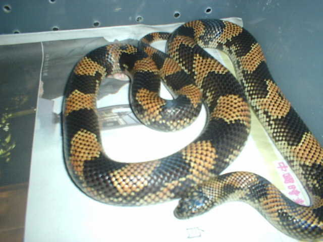 goini