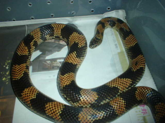 goini 1