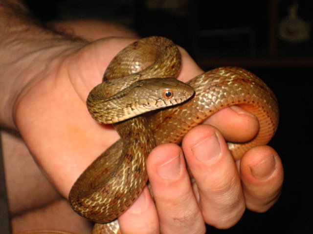 K RAT juv 1