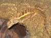 lizard