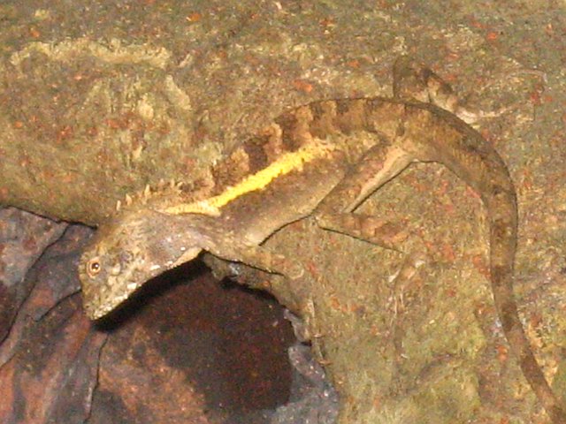 lizard
