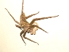 spider geco