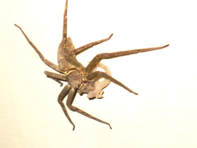 spider geco