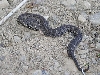 Trimeresurus gracilis