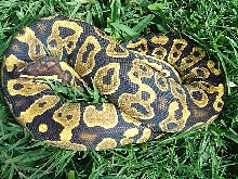 Smokin Yellow belly