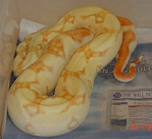 Coral litter Stripe line albino female