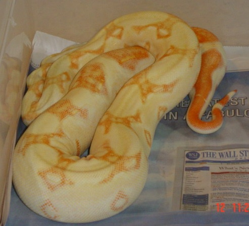 Coral litter Stripe line albino female