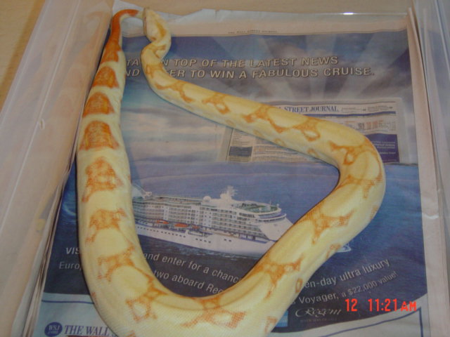 Coral litter Stripe line albino female