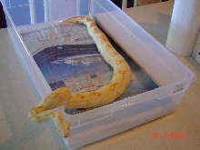 Coral litter Stripe line albino female