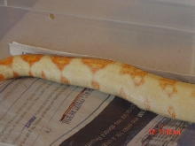 Coral litter Stripe line albino female