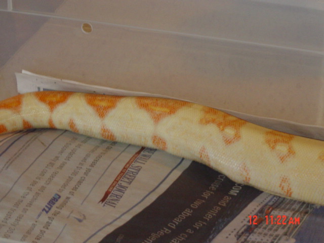Coral litter Stripe line albino female