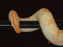 Coral litter Stripe line albino female