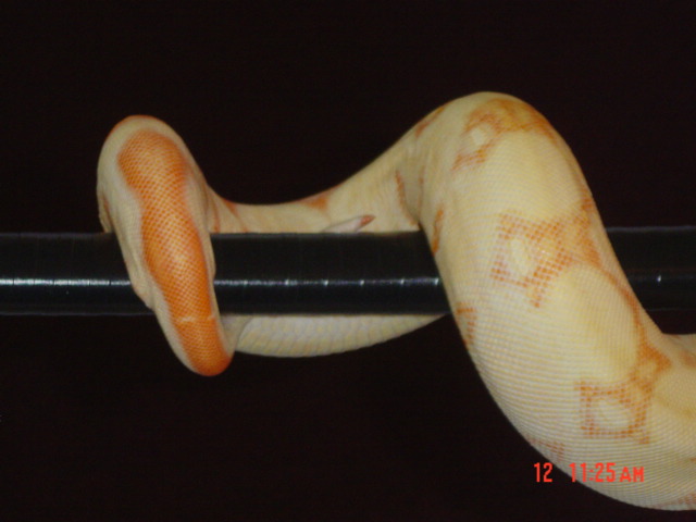 Coral litter Stripe line albino female