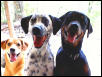 Three Stooges