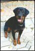 Miss Rotten Wyler
