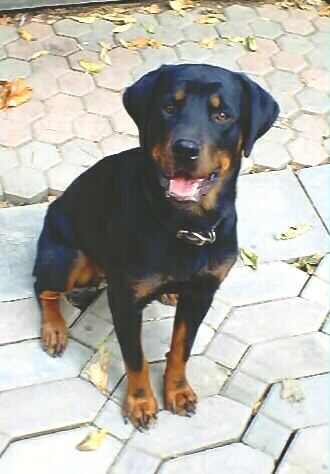 Miss Rotten Wyler