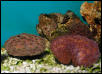 Saltwater - Austin Aquariums