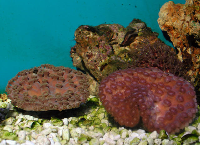 Saltwater - Austin Aquariums