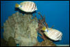 Saltwater Photos