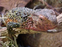 Shinisaurus crocodilurus