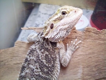 This is Arwin