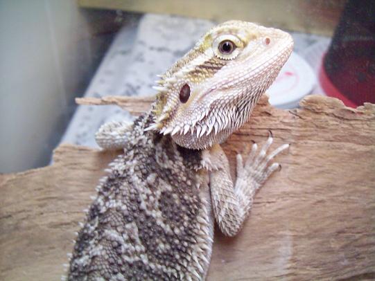 This is Arwin