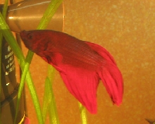 Red betta male