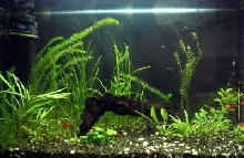My new aqua