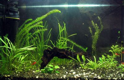 My new aqua