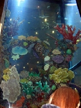 One of the biggest saltwater aquariums in europe