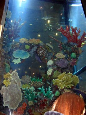 One of the biggest saltwater aquariums in europe