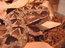 Calloselasma Rhodostoma