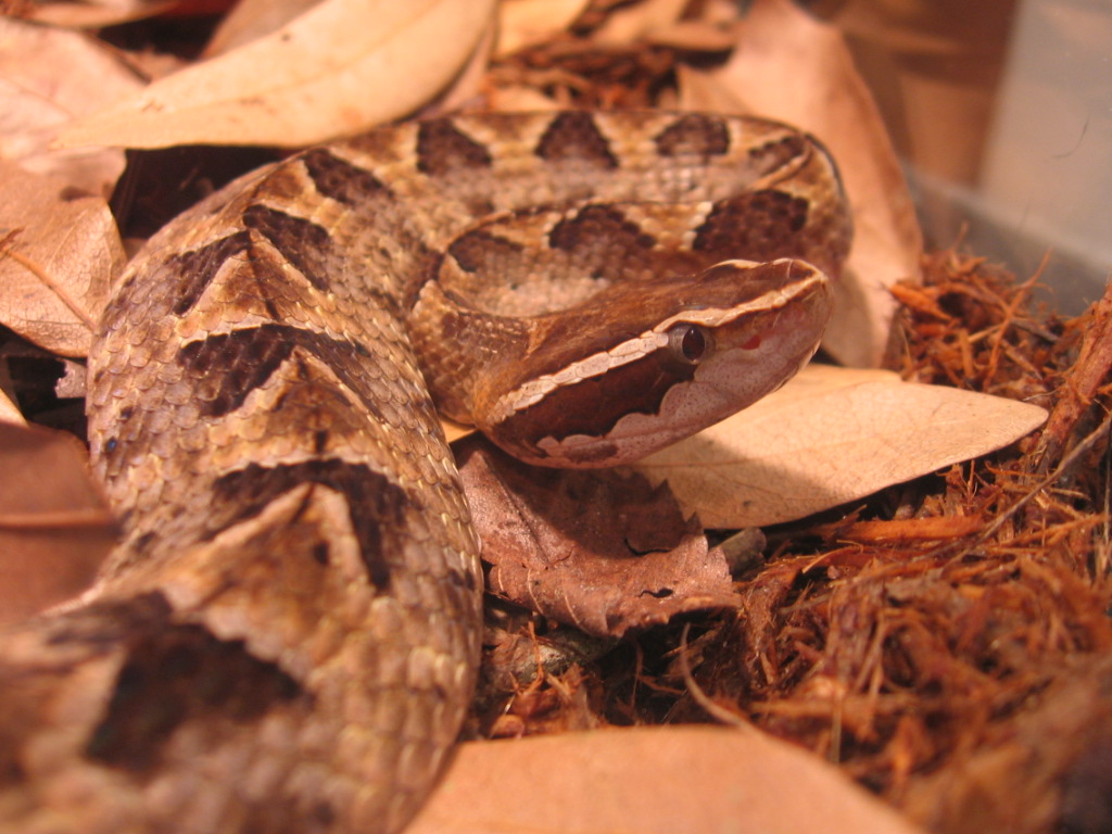 Calloselasma Rhodostoma