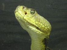 Crotalus Horridus