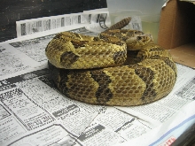 Crotalus Horridus