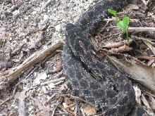 dark colored dusky pygmy rattlesnake