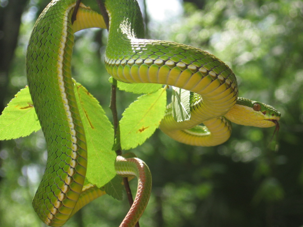 Green asian pit viper