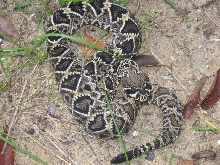 Crotalus.. Adamanteus