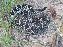 Crotalus Adamanteus