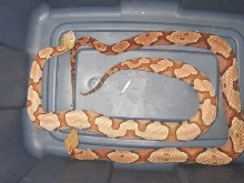 My pair of southern copperheads