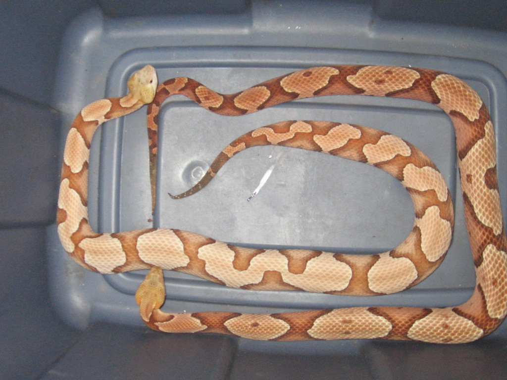 My pair of southern copperheads