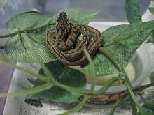 Protobothrops Jerdonii Xanthomelas