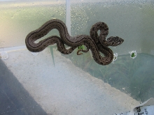 Protobothrops Jerdonii Xanthomelas