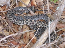 wild Pair of Sistrurus Miliarius Barbouri