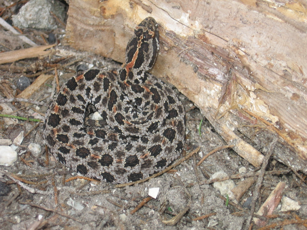 Dusky Pygmy rattlesnake