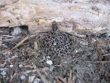 Dusky Pygmy