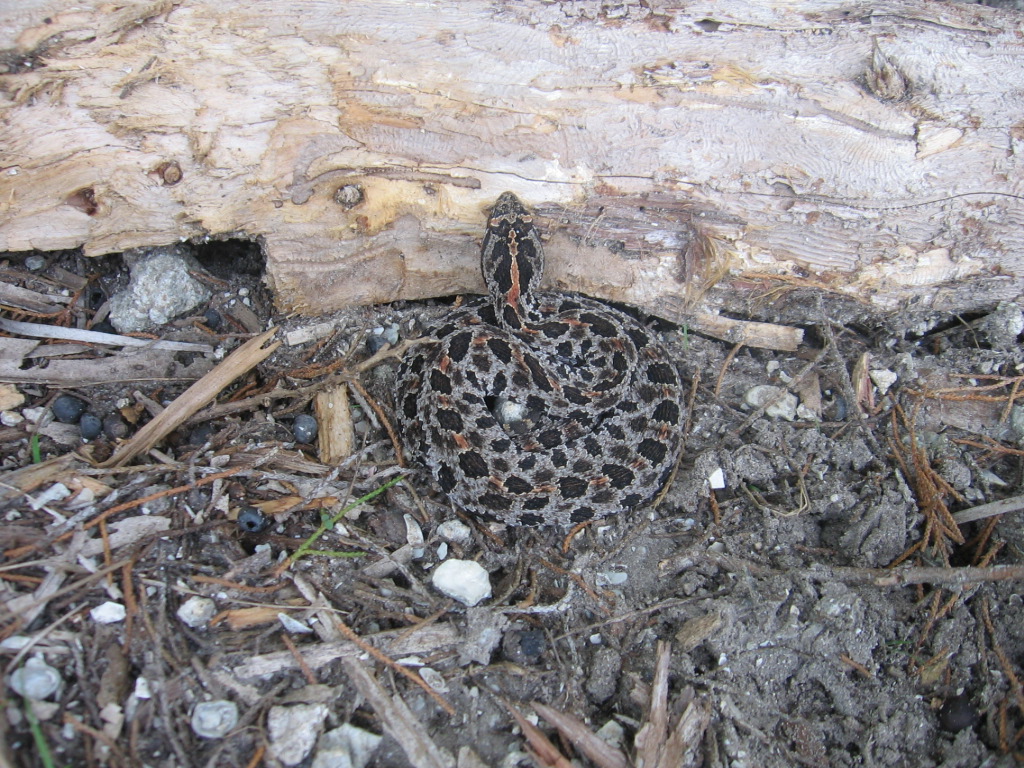 Dusky Pygmy