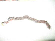 Unusual copperheaD
